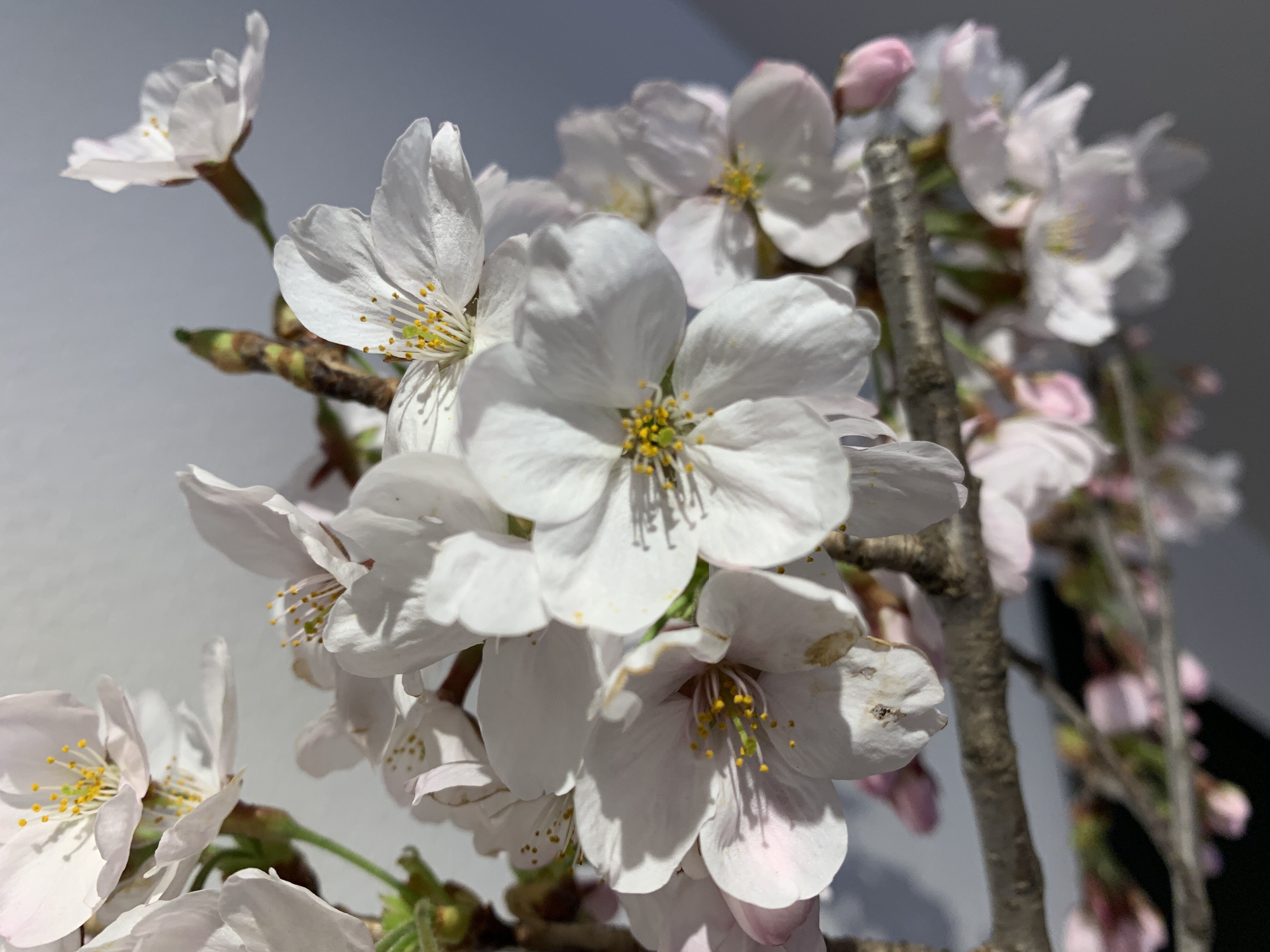 前橋市の桜・おすすめスポットのご紹介（2022年）